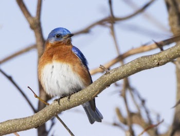 Male eastern bluebird. Free public | Free Photo - rawpixel
