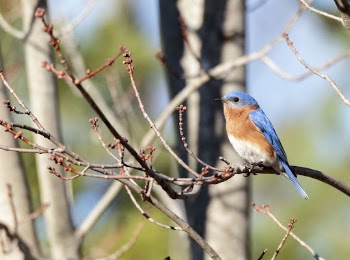 Male Eastern bluebird. Free public | Free Photo - rawpixel