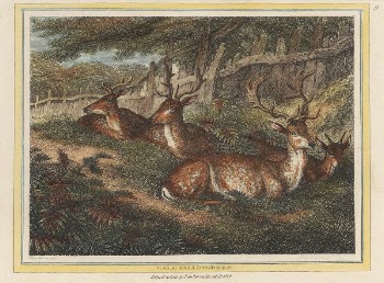 Male Fallow Deer | Free Photo - rawpixel