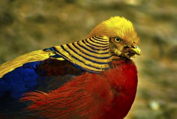 Male Golden Pheasant