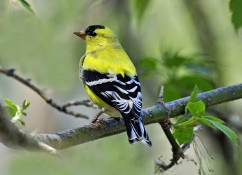 Male Goldfinch.jpg