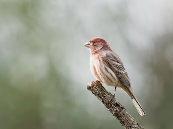 Male house finch bird. Free | Free Photo - rawpixel