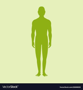 Male human body silhouette with shadow vector image