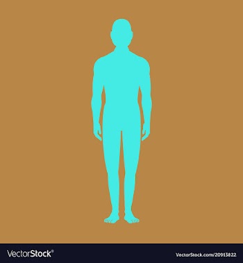 Male human body silhouette with shadow vector image