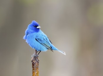 Male indigo bunting bird background. | Free Photo - rawpixel