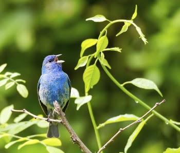 Male indigo bunting bird background. | Free Photo - rawpixel