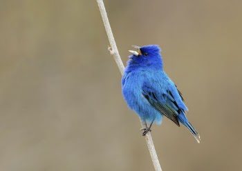 Male indigo bunting bird background. | Free Photo - rawpixel