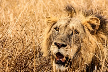 Male Lion on Brown Fields