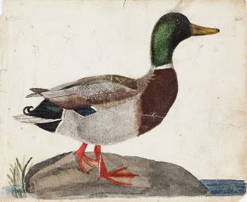 Male mallard, 1830, by Ferdinand | Free Photo - rawpixel
