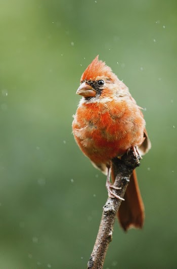 Male northern cardinal bird. Free | Free Photo - rawpixel