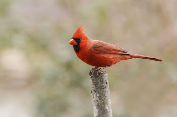 Male northern cardinal bird. Free | Free Photo - rawpixel