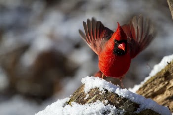Male northern cardinal bird. Free | Free Photo - rawpixel
