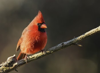 Male northern cardinal bird. Free | Free Photo - rawpixel