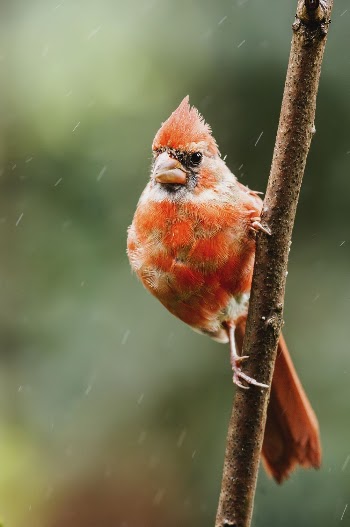 Male northern cardinal bird. Free | Free Photo - rawpixel