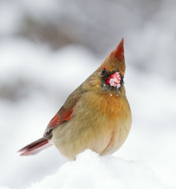 Male northern cardinal bird. Free | Free Photo - rawpixel