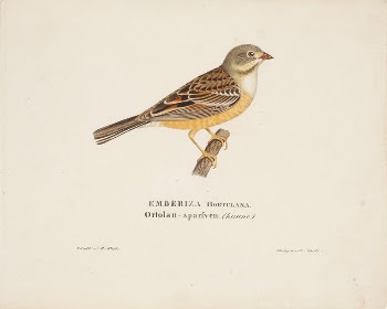 Male ortolan, 1828, Magnus Von | Free Photo - rawpixel