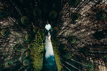 Male Peacock Photography