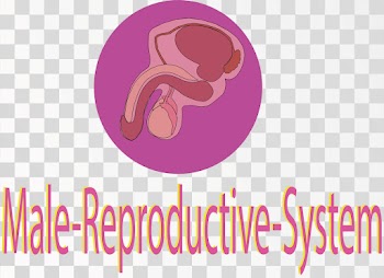 Male Productive Systeam