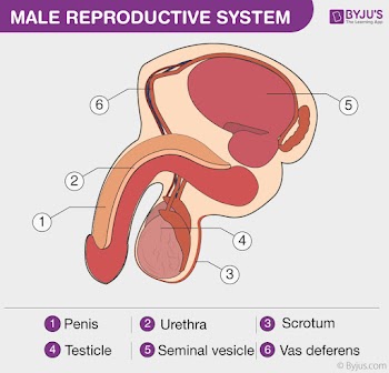 Male Productive Systeam
