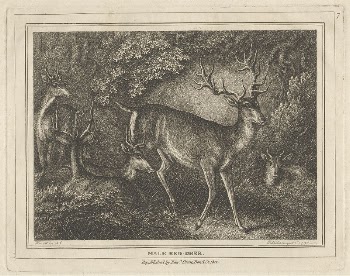 Male Red Deer | Free Photo - rawpixel