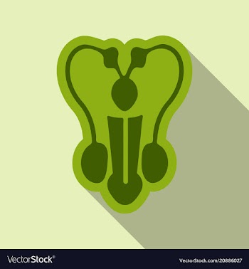 Male reproductive system icon in cartoon style vector image