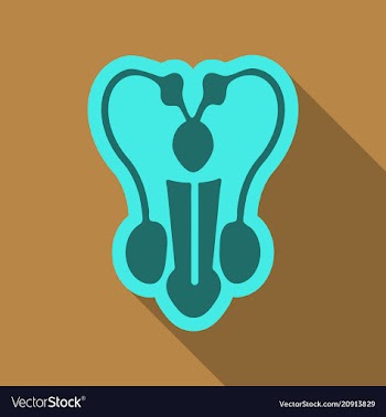 Male reproductive system icon in cartoon style vector image