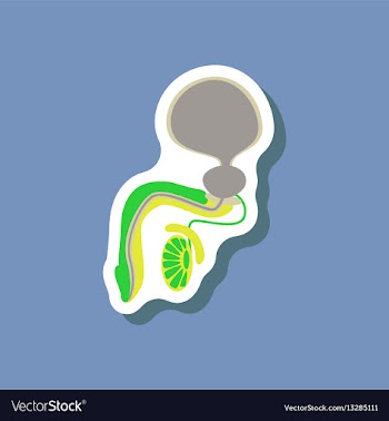 Male reproductive system paper sticker on stylish vector image