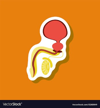 Male reproductive system paper sticker on stylish vector image