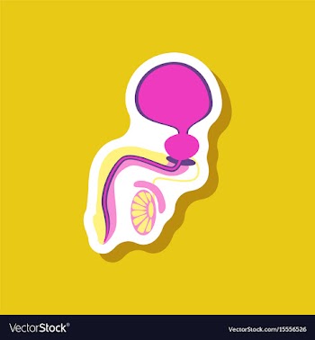 Male reproductive system paper sticker on stylish vector image