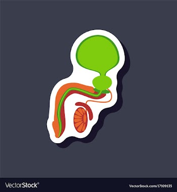 Male reproductive system paper sticker on stylish vector image