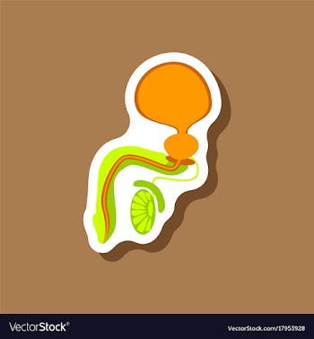 Male reproductive system paper sticker on stylish vector image