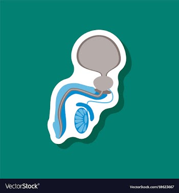 Male reproductive system paper sticker on stylish vector image