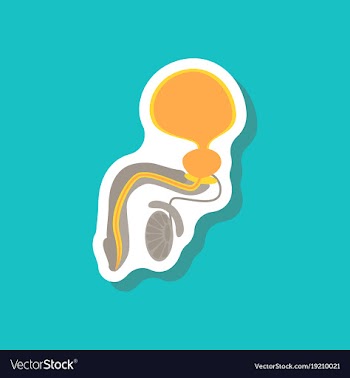 Male reproductive system paper sticker on stylish vector image