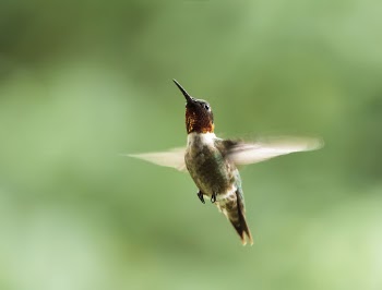 Male ruby-throated Hummingbird. Free public | Free Photo - rawpixel