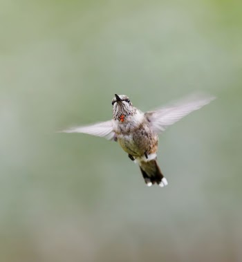 Male ruby-throated Hummingbird. Free public | Free Photo - rawpixel