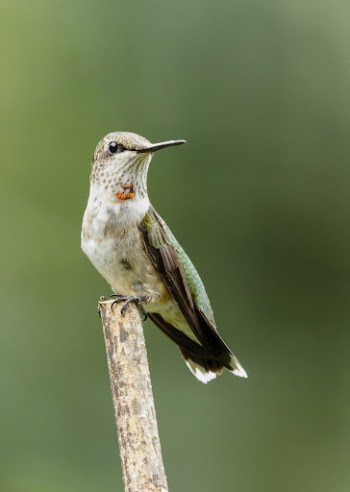 Male ruby-throated Hummingbird. Free public | Free Photo - rawpixel