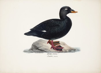 Male velvet scoter, 1828 - | Free Photo - rawpixel