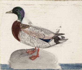 Mallard, 1831, by Ferdinand von | Free Photo - rawpixel