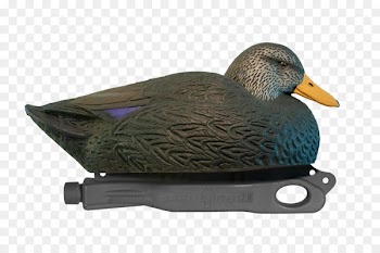 Mallard American black duck Waterfowl Indian spot-billed duck - duck 