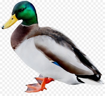 Mallard Bladenboro Allen Brothers Hunting Preserve Duck Allen Brothers Drive -  