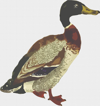 Mallard Download PNG Image | PNG Mart