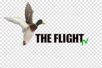 Mallard Duck Advertising Logo Beak, duck transparent background PNG clipart