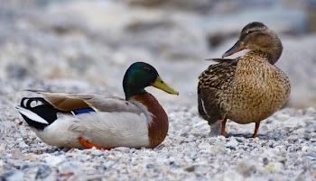 Mallard Duck and Brown Duck Standing on the Stone during Daytime