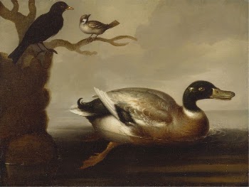 Mallard Duck and Other Birds | Free Photo - rawpixel
