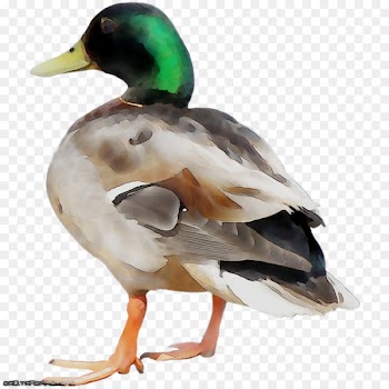 Mallard Duck Beak Fauna Feather -  