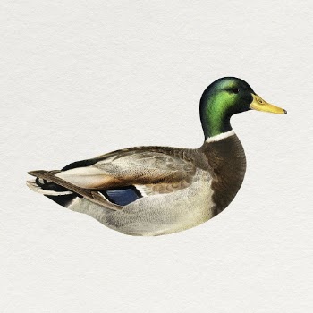 Mallard duck clipart, animal vintage | Free Photo - rawpixel