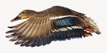 Mallard duck collage element, animal | Free PSD - rawpixel