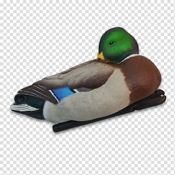 Mallard Duck Dangate Strawperson Eurasian Teal, new autumn products transparent background PNG clipart