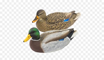 Mallard Duck decoy Waterfowl hunting - duck 