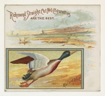 Mallard Duck, from the Game | Free Photo - rawpixel